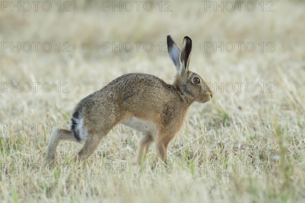 European brown hare (Lepus europaeus) adult animal stretching in a farmland stubble field in summer, England, United Kingdom
