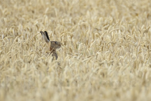 European brown hare (Lepus europaeus) adult animal feeding in a farmland wheat field in summer, England, United Kingdom