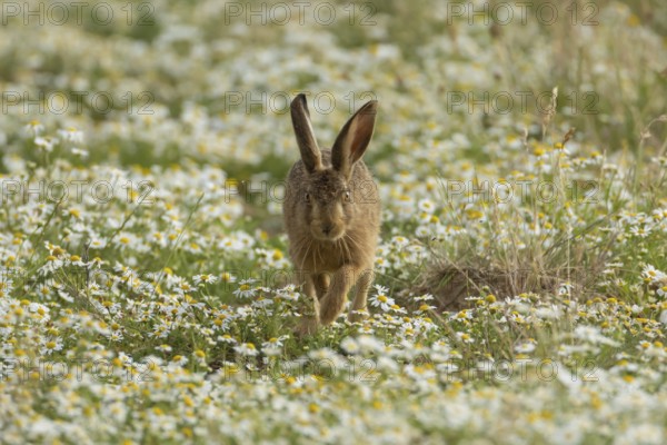 European brown hare (Lepus europaeus) juvenile baby leveret animal running in a farmland field with Mayflower flowers in summer, England, United Kingdom