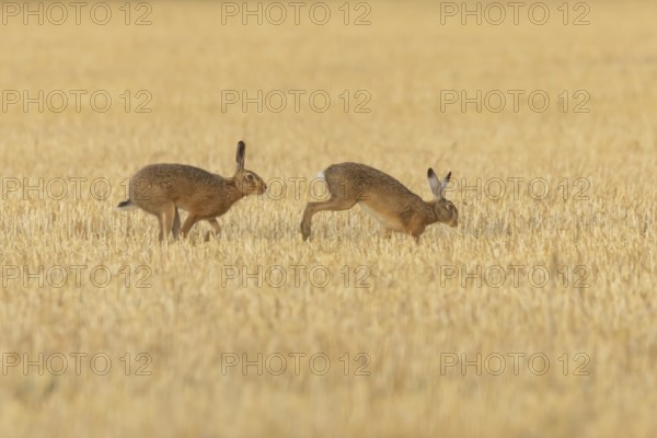 European brown hare (Lepus europaeus) two hares adult animals running in a farmland stubble field in summer, England, United Kingdom