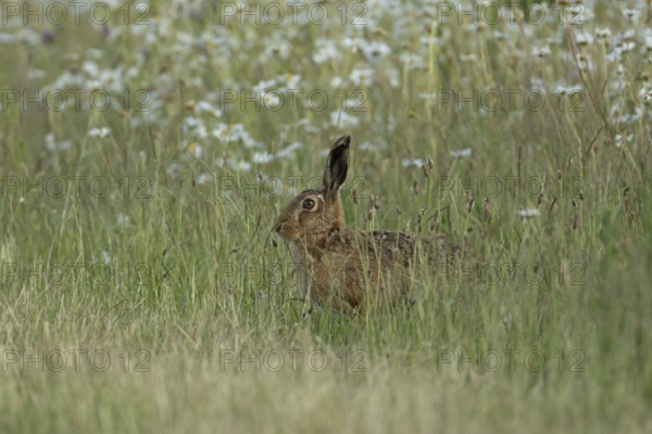 European brown hare (Lepus europaeus) adult animal in a farmland field in summer, England, United Kingdom