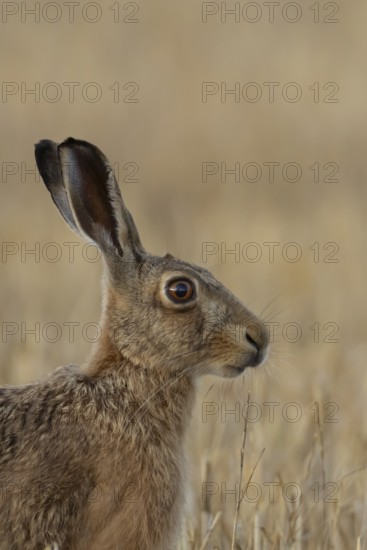 European brown hare (Lepus europaeus) adult animal in a farmland stubble field in summer, England, United Kingdom