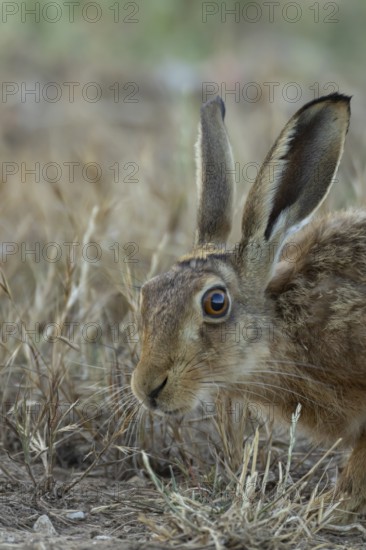 European brown hare (Lepus europaeus) adult animal in a farmland stubble field in summer, England, United Kingdom