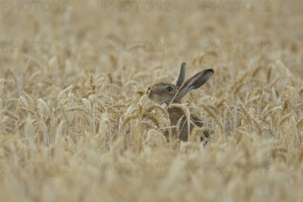 European brown hare (Lepus europaeus) adult animal feeding in a farmland wheat field in summer, England, United Kingdom