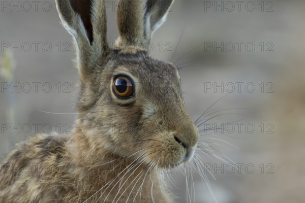 European brown hare (Lepus europaeus) head portrait adult animal in a farmland field in summer, England, United Kingdom