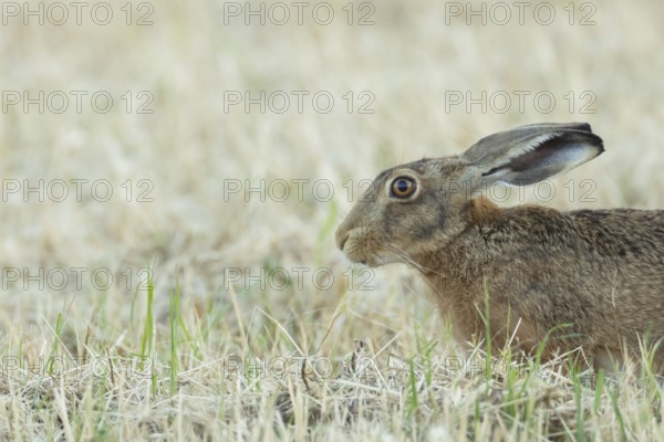 European brown hare (Lepus europaeus) adult animal in a farmland stubble field in summer, England, United Kingdom