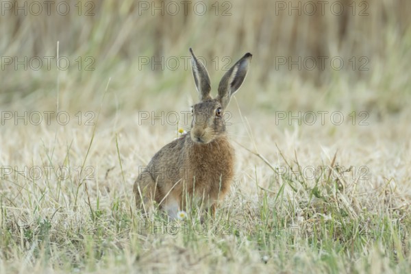 European brown hare (Lepus europaeus) adult animal in a farmland stubble field in summer, England, United Kingdom