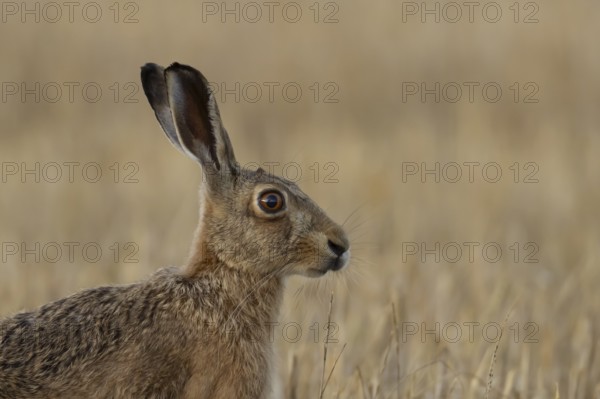 European brown hare (Lepus europaeus) head portrait adult animal in a farmland field in summer, England, United Kingdom