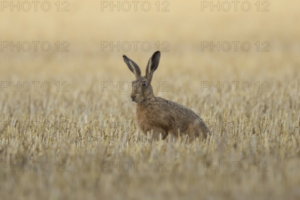 European brown hare (Lepus europaeus) adult animal in a farmland stubble field in summer, England, United Kingdom