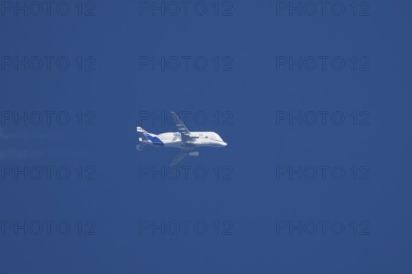 Airbus A300-600ST Super Transporter or Beluga aircraft in flight in a blue sky with vapour trails or contrails behind, England, United Kingdom