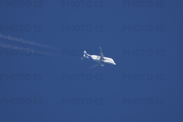 Airbus A300-600ST Super Transporter or Beluga aircraft in flight in a blue sky with vapour trails or contrails behind, England, United Kingdom