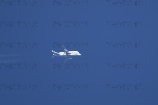 Airbus A300-600ST Super Transporter or Beluga aircraft in flight in a blue sky with vapour trails or contrails behind, England, United Kingdom