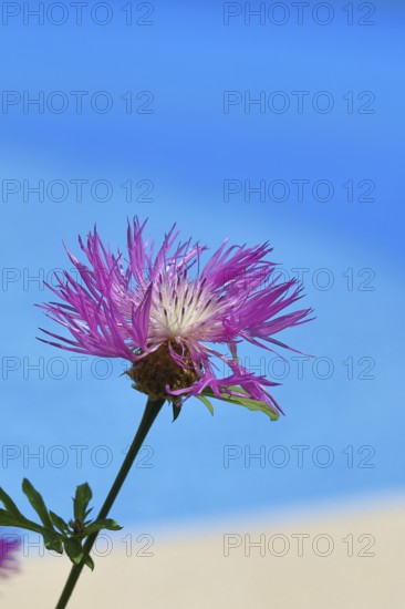 Meadow knapweed or common knapweed (Centaurea jacea), flower, Wilnsdorf, North Rhine-Westphalia, Germany