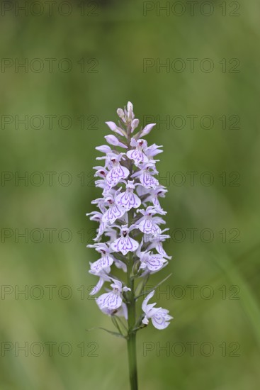 Moorland spotted orchid (Dactylorhiza maculata), inflorescence, close-up, Wilnsdorf, North Rhine-Westphalia, Germany