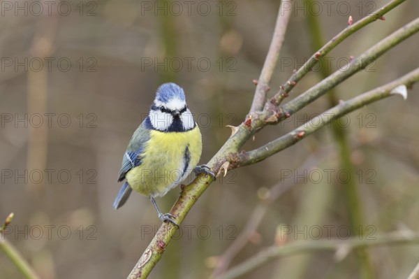 Blue tit (Parus caeruleus), sitting in the bushes of a dog rose (Rosa canina), Wilnsdorf, North Rhine-Westphalia, Germany