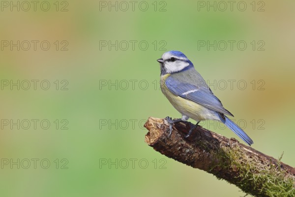 Blue tit (Parus caeruleus), sitting on a branch covered with moss, Wilnsdorf, North Rhine-Westphalia, Germany