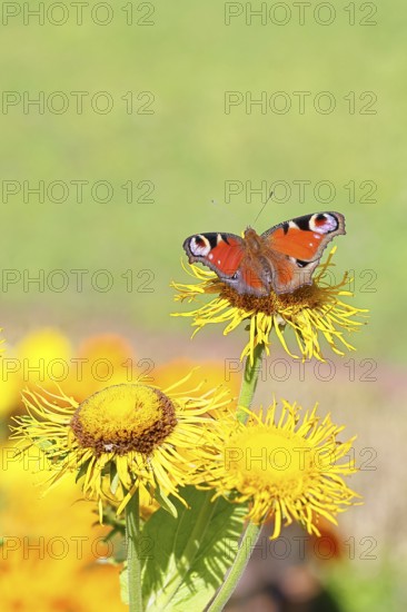 Peacock butterfly (Aglais io), on a yellow flower of a Great Telekie (Telekia speciosa), Wilnsdorf, North Rhine-Westphalia, Germany