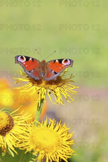 Peacock butterfly (Aglais io), on a yellow flower of a Great Telekie (Telekia speciosa), Wilnsdorf, North Rhine-Westphalia, Germany