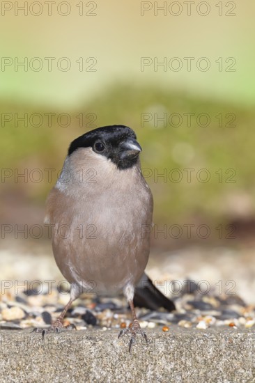 Bullfinch (Pyrrhula pyrrhula), female, sitting at a winter feeder in the garden, Wilnsdorf, North Rhine-Westphalia, Germany