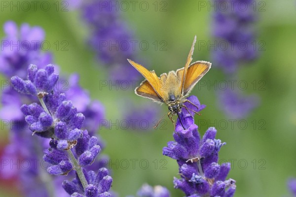 Large skipper (Ochlodes venatus), collecting nectar from a flower of Common lavender (Lavandula angustifolia), close-up, macro photograph, Wilnsdorf, North Rhine-Westphalia, Germany