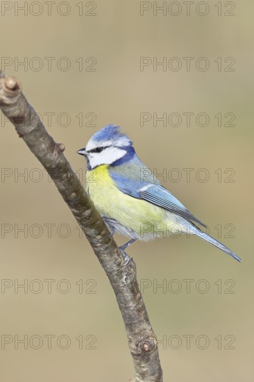 Blue tit (Parus caeruleus), sitting on a branch, Wilnsdorf, North Rhine-Westphalia, Germany