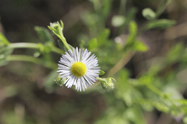 Annual ragweed (Erigeron annuus), by the wayside in a field, Wilnsdorf, North Rhine-Westphalia, Germany