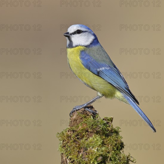 Blue tit (Parus caeruleus), sitting on moss-covered dead wood, Wilnsdorf, North Rhine-Westphalia, Germany