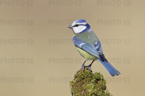 Blue tit (Parus caeruleus), sitting on moss-covered dead wood, Wilnsdorf, North Rhine-Westphalia, Germany
