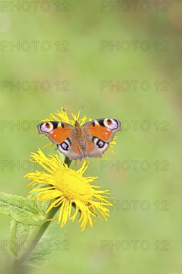 Peacock butterfly (Aglais io), on a yellow flower of a Great Telekie (Telekia speciosa), Wilnsdorf, North Rhine-Westphalia, Germany