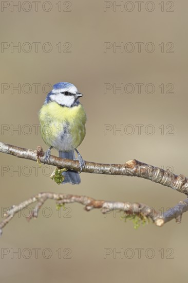 Blue tit (Parus caeruleus), sitting on a branch, Wilnsdorf, North Rhine-Westphalia, Germany