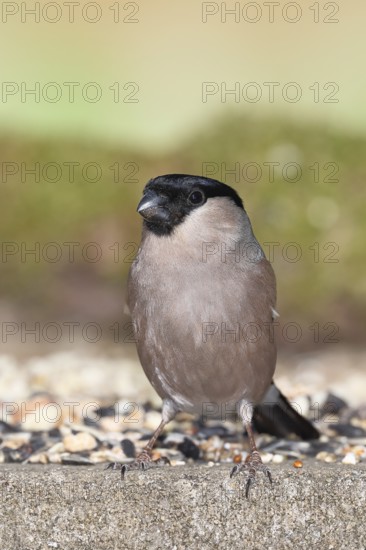 Bullfinch (Pyrrhula pyrrhula), female, sitting at a winter feeder in the garden, Wilnsdorf, North Rhine-Westphalia, Germany