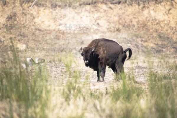 European bison (Bos bonasus), bison grazing in open country, Döberitzer Heide nature reserve, Brandenburg