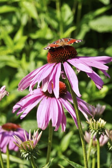 Peacock butterfly on a coneflower, July, Germany