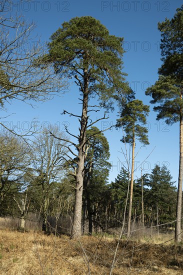 Scots pine (Pinus sylvestris), tree at the edge of a forest, North Rhine-Westphalia, Germany