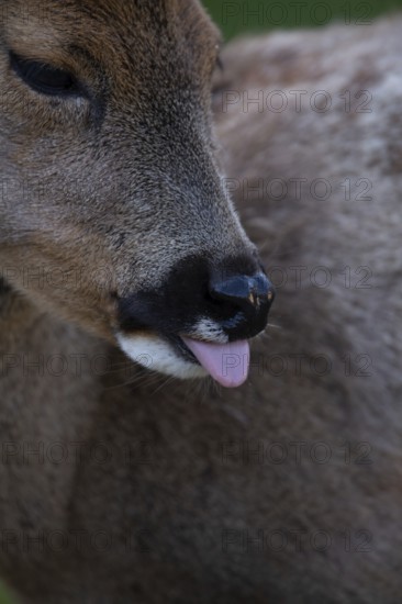 Roe deer (Capreolus capreolus), close-up deer sticking out tongue, North Rhine-Westphalia, Germany