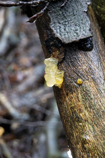 Kerndrüsling, Körnchen-Drüsling, Kristallgehirn (Myxarium nucleatum), fruiting body on dead wood, North Rhine-Westphalia, Germany