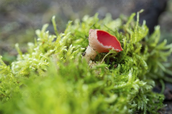 Scarlet elf cup (Sarcoscypha coccinea), fruiting body among moss on dead wood, North Rhine-Westphalia, Germany