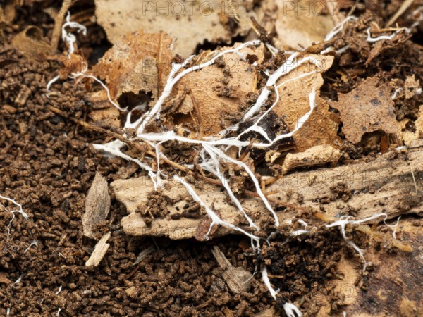 Fungus (Fungi), fungal mycelium in forest soil, North Rhine-Westphalia, Germany