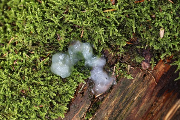 Slime mould (Mycetozoa), Sternenrotz, Sternrotz, North Rhine-Westphalia, Germany