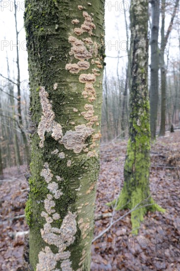 Radiating phlebia (Phlebia radiata), many fruiting bodies on tree trunk, North Rhine-Westphalia, Germany