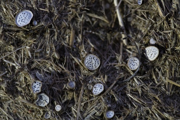 Punctate pore disc (Poronia punctata), fruiting bodies on dung, Döberitzer Heide nature reserve, Germany