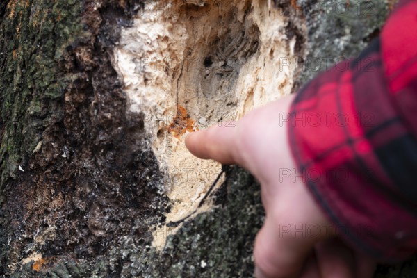 Radiating phlebia (Phlebia radiata), finger points to fruiting body on traces of woodpecker on tree, North Rhine-Westphalia, Germany