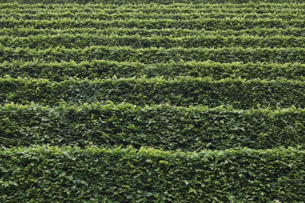 Green hedges staggered as background, North Rhine-Westphalia, Germany