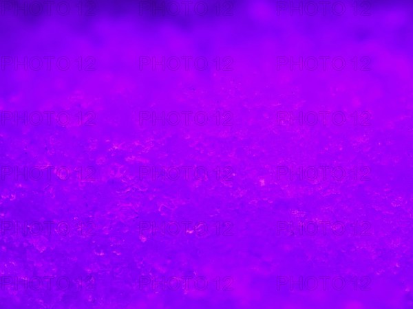 Purple illuminated ice crystals as background, blurred background, North Rhine-Westphalia, Germany
