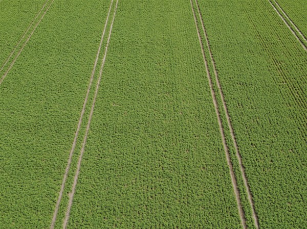 Even lanes in a field as background, aerial view, North Rhine-Westphalia, Germany