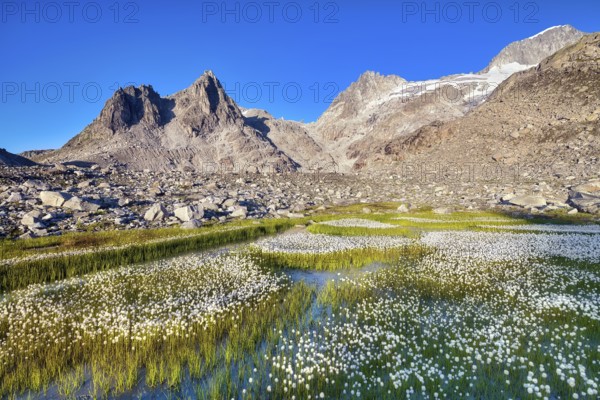 Flowering cotton grass (Eriophorum) in the Furka region, Urseren Valley, Canton Uri, Switzerland