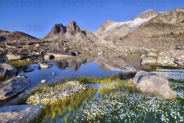 Mountains reflected in a mountain lake in the Furka region, flowering cotton grass (Eriophorum), Urseren Valley, Canton Uri, Switzerland