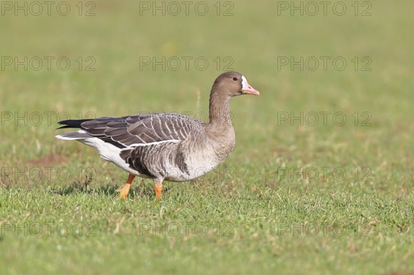 White-fronted goose (Anser albifrons), standing in a meadow in the wintering area, wildlife, Bislicher Insel nature reserve, Xanten, Lower Rhine, North Rhine-Westphalia, Germany