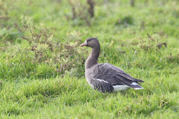 White-fronted goose (Anser albifrons), standing in a meadow in the wintering area, wildlife, Bislicher Insel nature reserve, Xanten, Lower Rhine, North Rhine-Westphalia, Germany