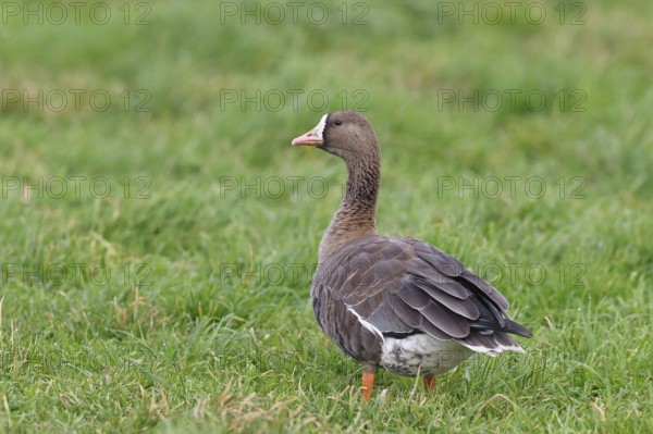 White-fronted goose (Anser albifrons), standing in a meadow in the wintering area, wildlife, Bislicher Insel nature reserve, Xanten, Lower Rhine, North Rhine-Westphalia, Germany
